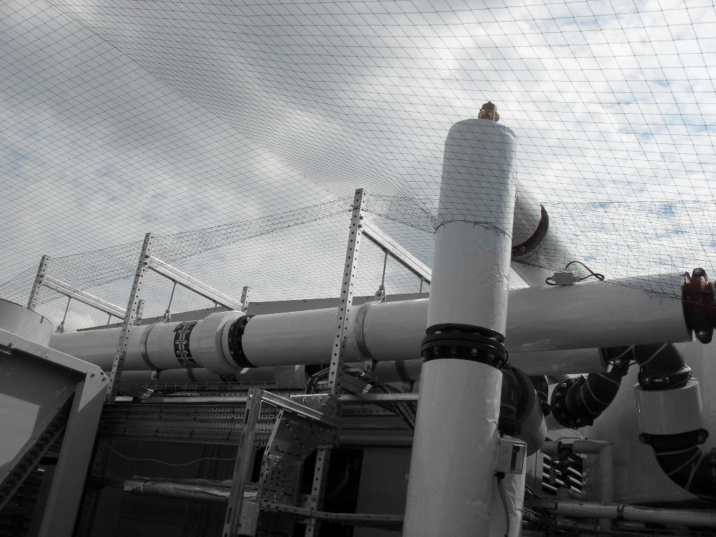 Bird Control in Cambridge, Cambridgeshire
